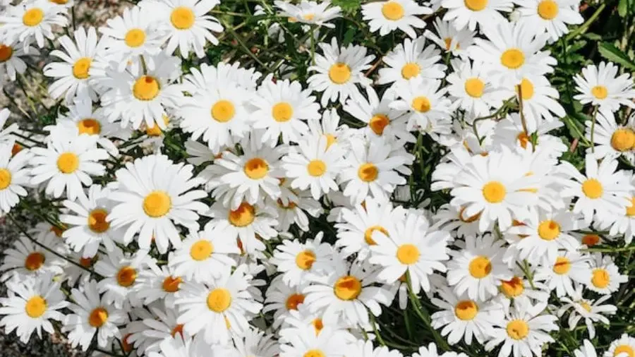 Daisy - Flowers That Represent Innocence and Purity - Gardeners Yards