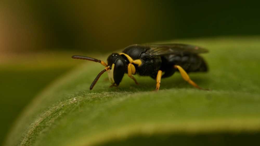 Getting Rid Of Wasps In Your Garden - Gardeners Yards