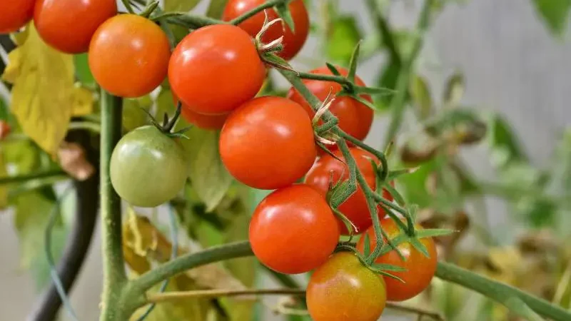 Getting rid of bugs on tomato plants - Gardeners Yards
