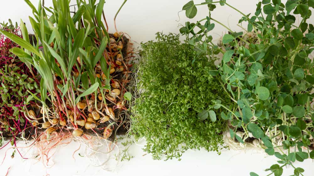 Assorted microgreens grown on paper towels with visible roots.