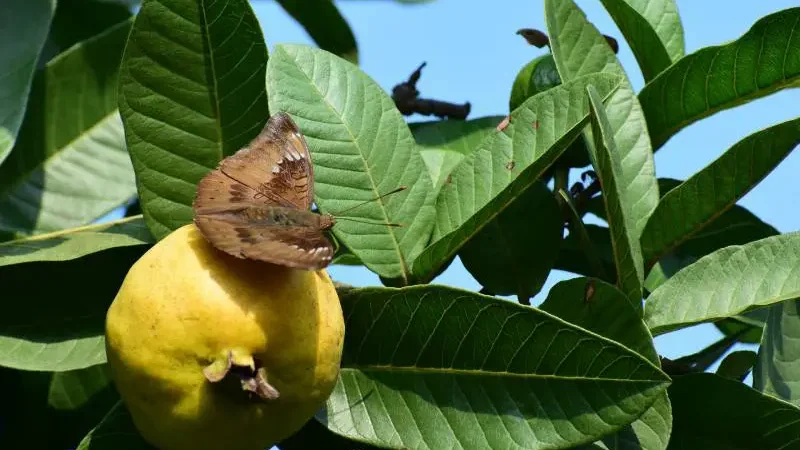 Brown butterfly resting on a yellow guava fruit among lush green leaves on a tree.