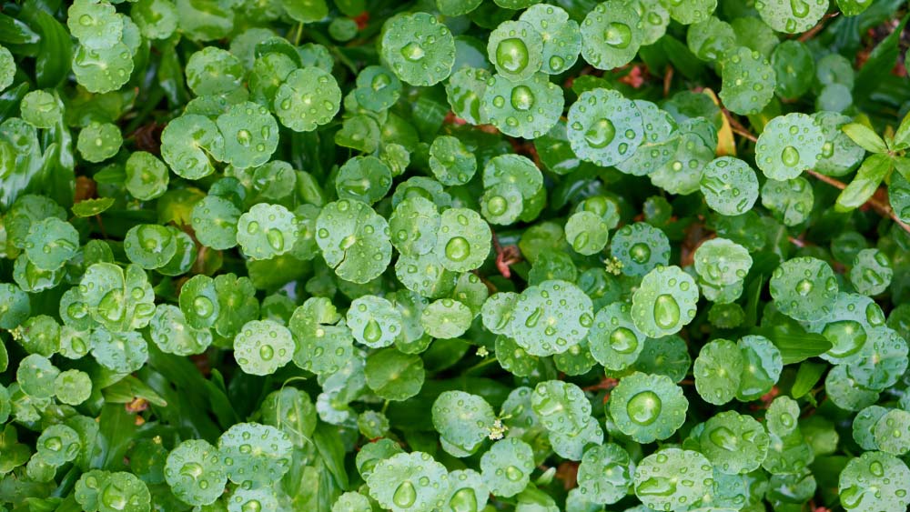 Dew-covered dichondra leaves glistening in morning light, showcasing healthy dichondra lawn foliage up close.