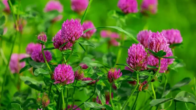 Vibrant clover spread with pink blossoms flourishing amidst lush greenery.
