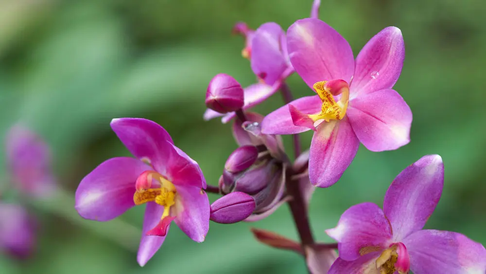 Close-up of vibrant purple Orchids with yellow centers, a testament to the dedicated care of these elegant flowers.