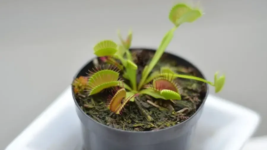 Venus flytrap plant in a pot showing vibrant open and closed traps.