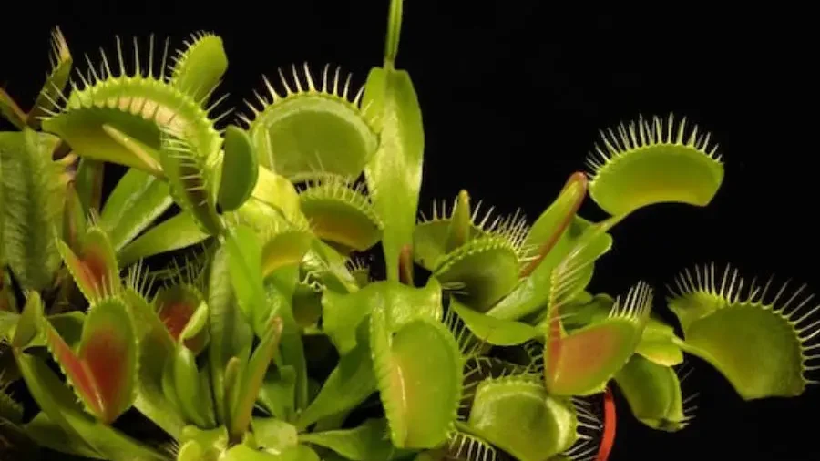 Venus flytrap displaying open traps, ready to catch prey.
