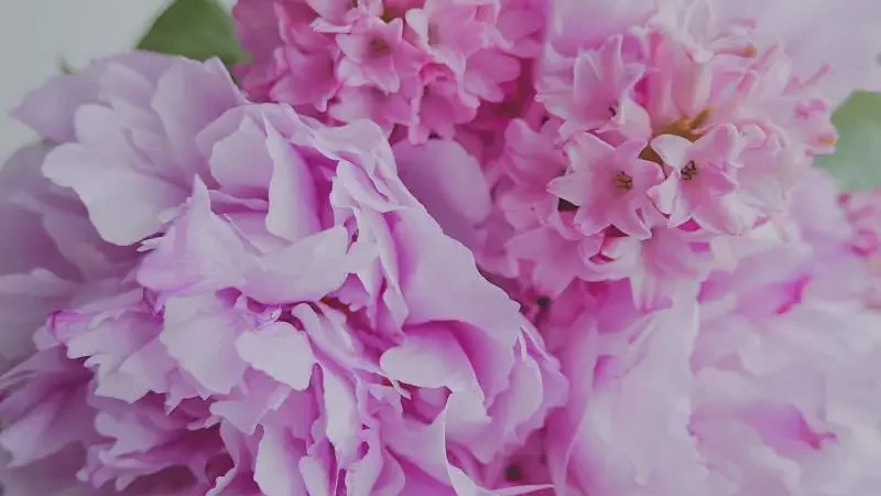 How to Keep Hydrangeas Pink - Gardeners Yards