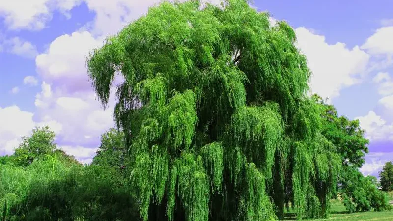 Lush weeping willow tree dominating the landscape with its long, cascading green branches under a clear blue sky.