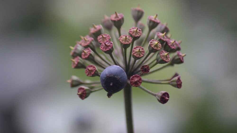 How to Prevent Your Alliums From Dying - Gardeners Yards