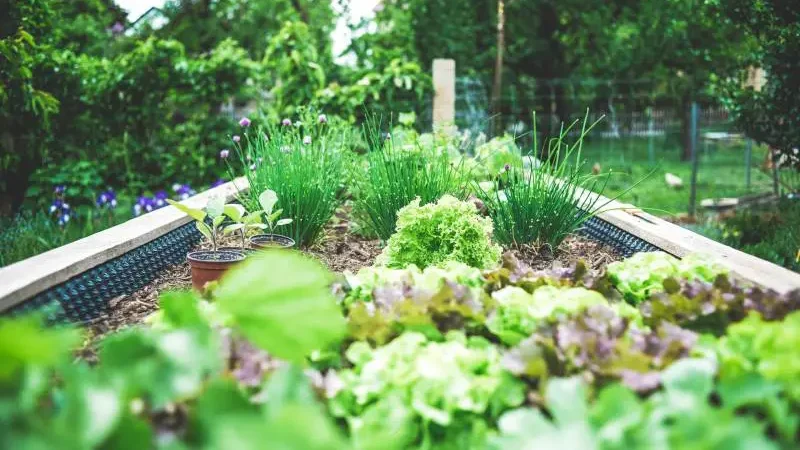 Lush vegetable garden with a variety of greens in a raised bed.