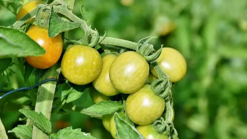 How To Get Rid of Bugs in Tomato Plants - Gardeners Yards