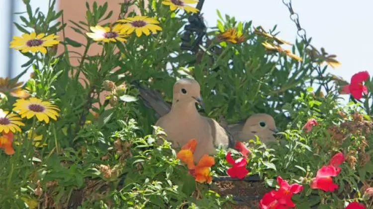 Two doves nestled amid vibrant flower plants in a hanging basket, a common choice for bird nesting.