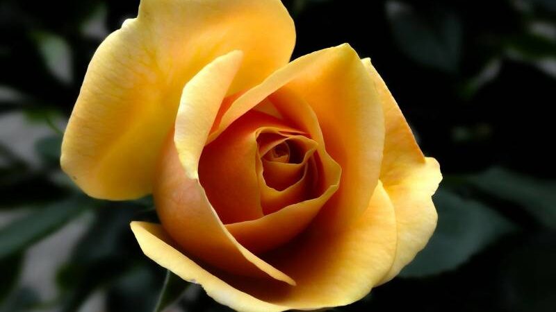 A single yellow rose in full bloom, its unusual color standing out against the dark background.
