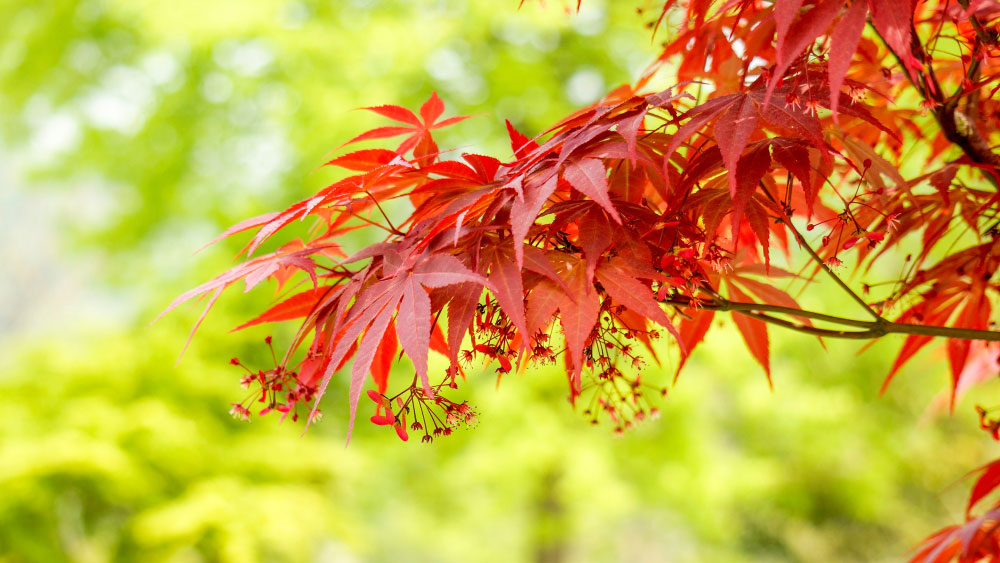 Vivid red Japanese Maple leaves in focus against a soft green spring backdrop, symbolizing bloom issues.