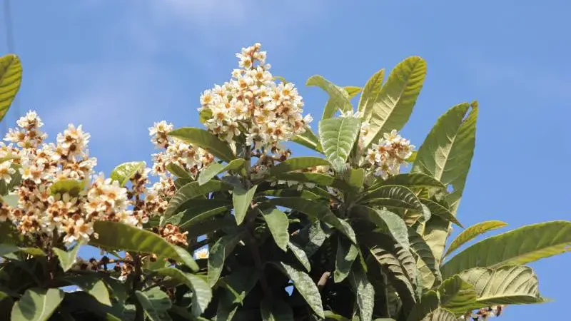 Japanese loquat tree has white flowers in the spring - Gardeners Yards