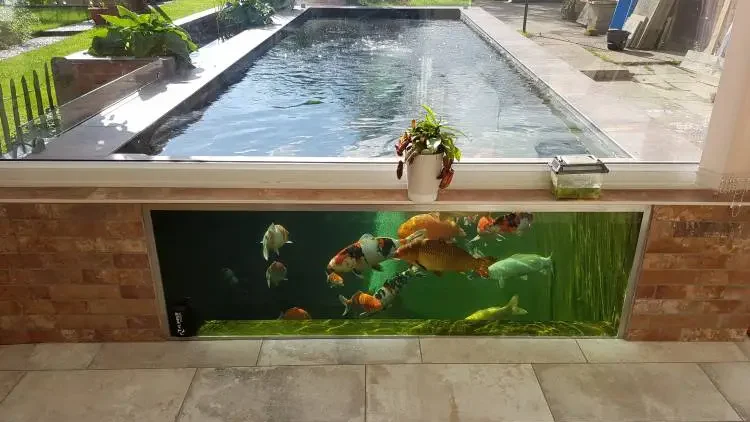 Koi Pond Glass – All You Need To Know About Pond Window - Gardeners Yards