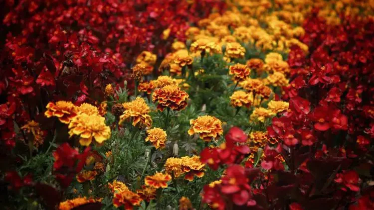 Golden-edged marigolds interspersed with deep red flora, a hint to the optimal time for deadheading to encourage further blooming.