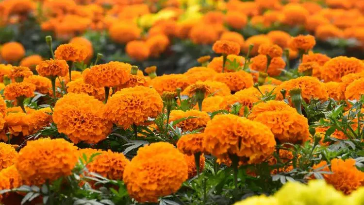 Vivid orange marigolds in full bloom, providing a lush carpet of color, indicative of a well-maintained garden needing periodic deadheading.