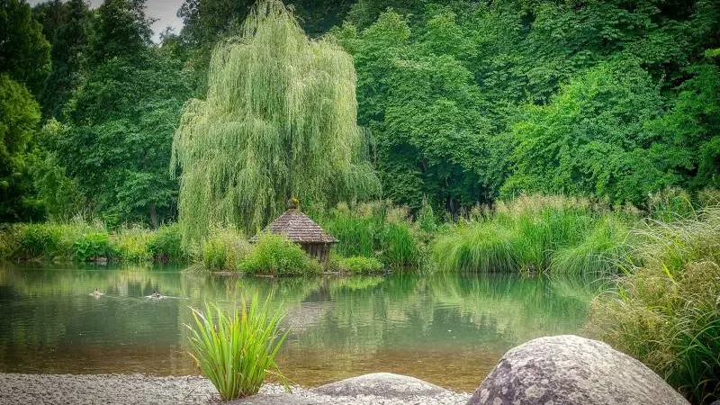 Serene pond with a weeping willow on the bank, its branches gracefully touching the water's surface, surrounded by rich greenery.