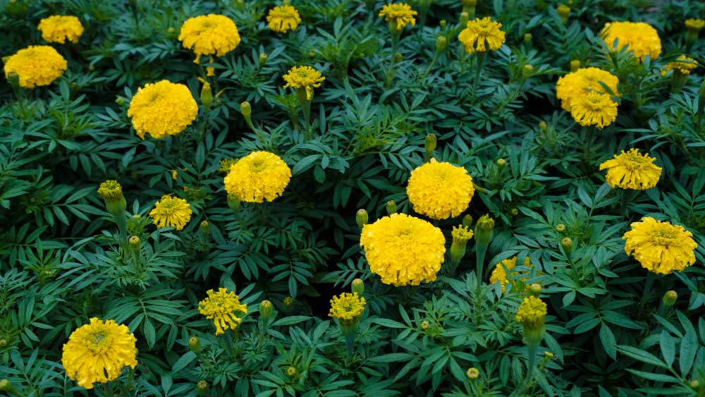 Bright yellow marigold flowers with dense green foliage, some blooms in the process of fading, ready for deadheading.