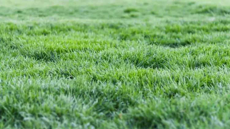My Lawn is Squishy how to fix it - Gardeners Yards
