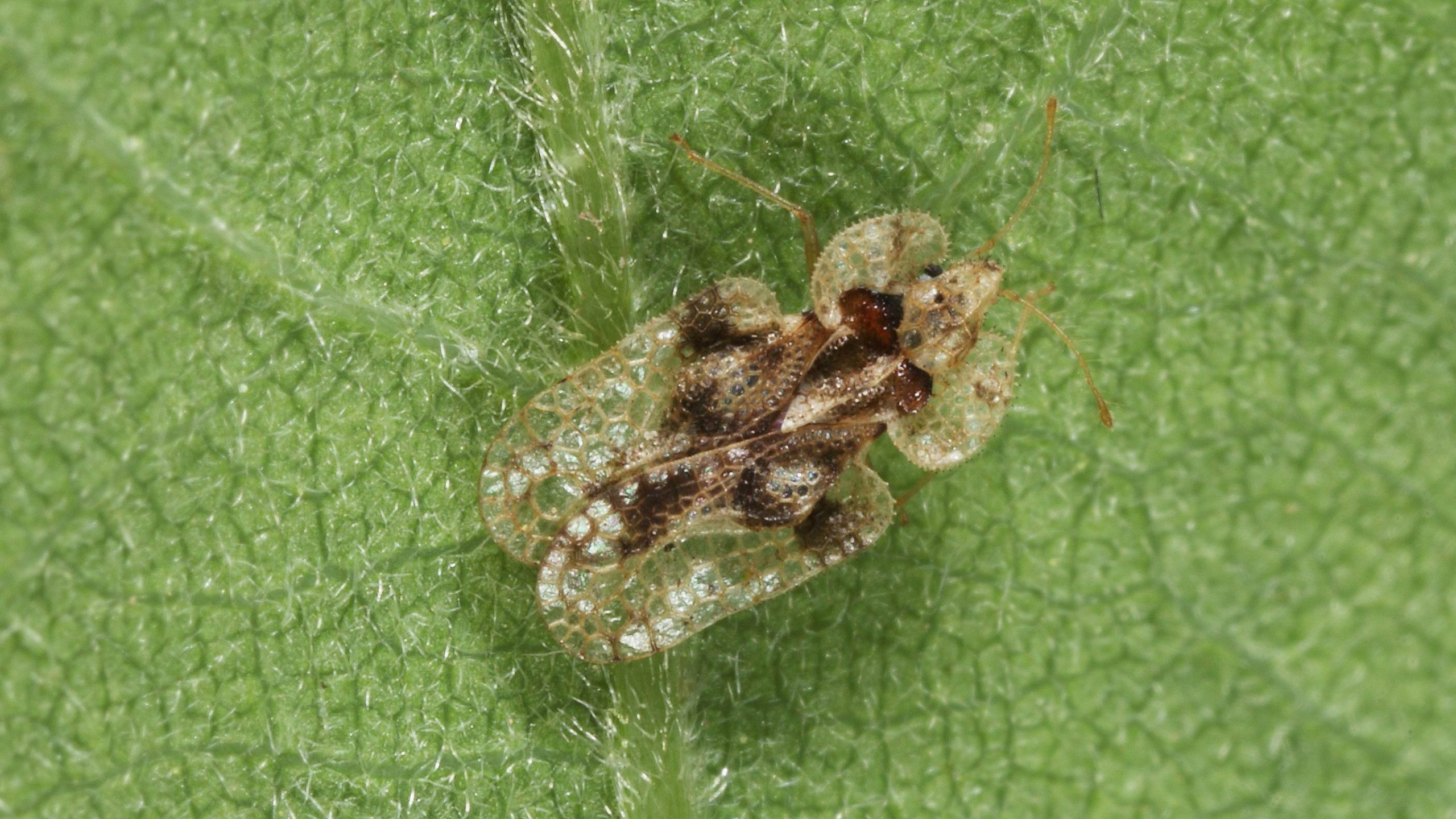 Close-up of an oak lace bug on a green leaf.
