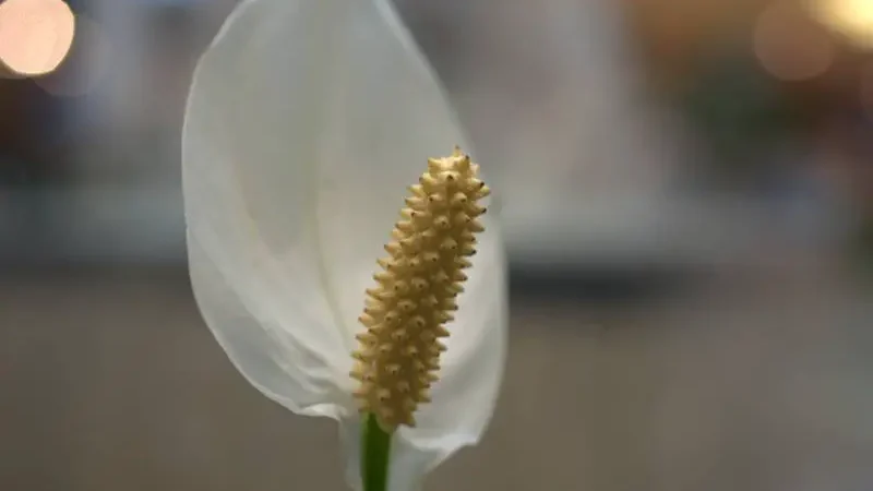Close-up of a Peace Lily flower against a blurred background, highlighting the health of its Peace Lily Soil.