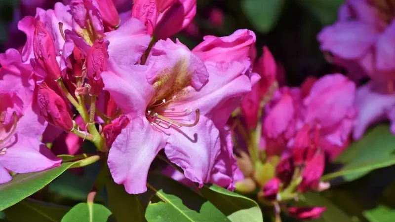 Cluster of vibrant pink rhododendron flowers in bloom.
