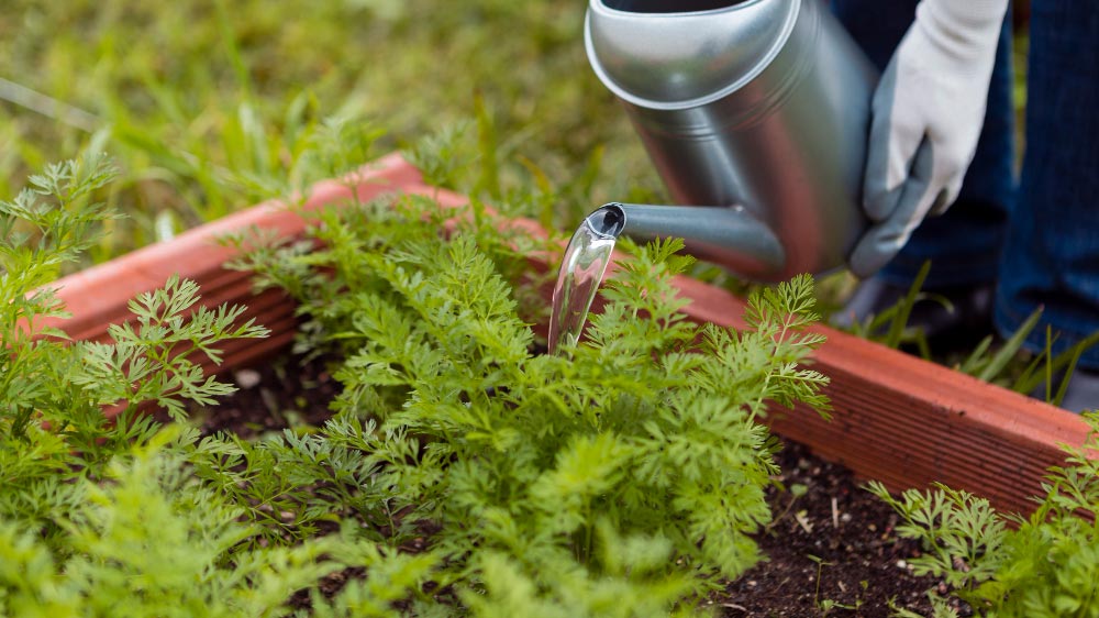 Gardener watering carrot tops in a raised garden bed with a metal watering can, focusing on plant care.
