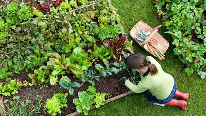 Woman tending to a raised garden bed on grass, with a variety of leafy vegetables and garden tools beside her.