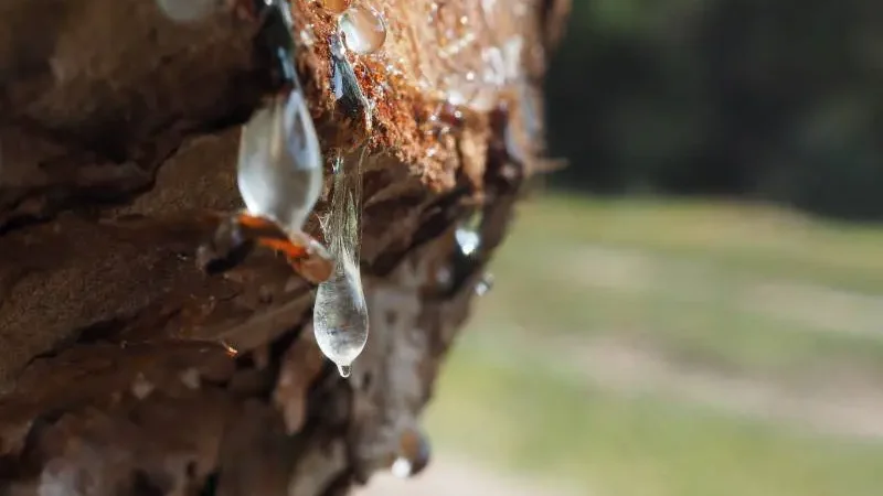 Sap droplets glistening on tree bark, a natural occurrence related to why trees produce sap.


