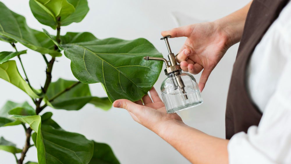 Reasons Your Pothos Cutting Is Not Growing - Gardeners Yards