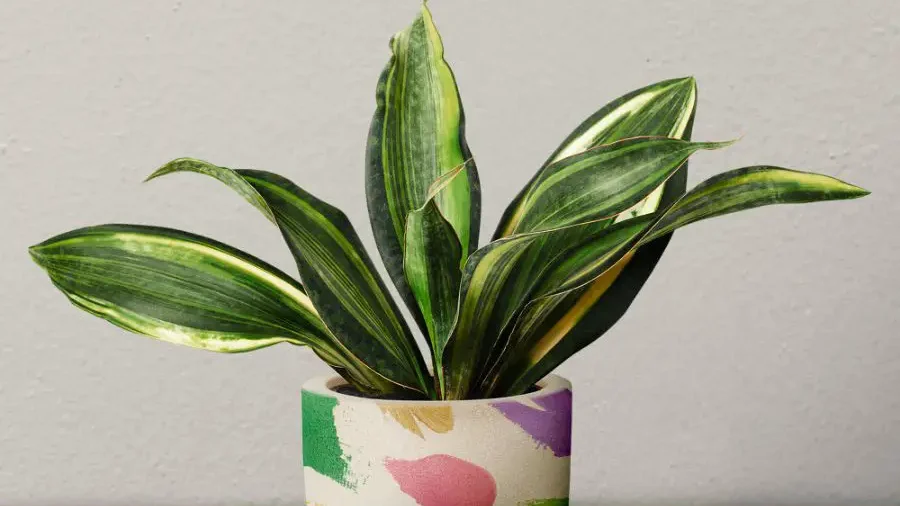 Healthy snake plant in a colorful pot with slight leaf drooping.