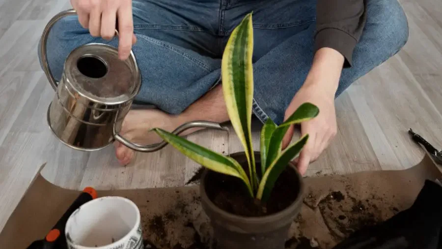 Person repotting a young snake plant with visible droop.