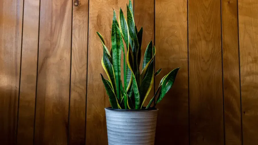 Potted snake plant with tall, upright green leaves.