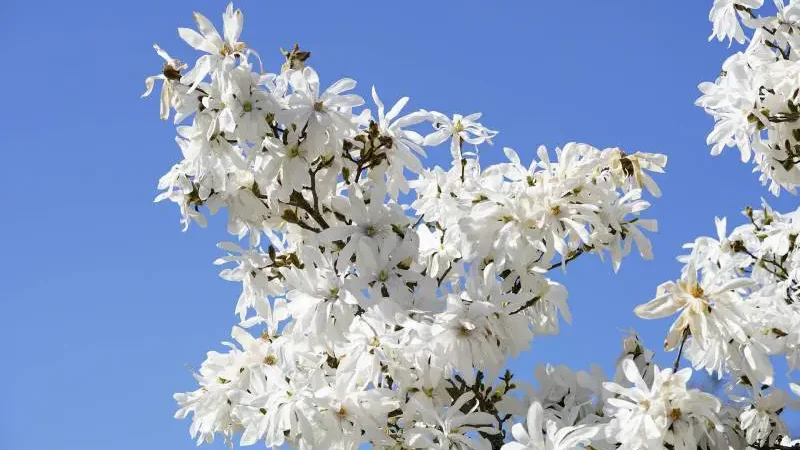 Star magnolias tree has white flowers in the spring - Gardeners Yards