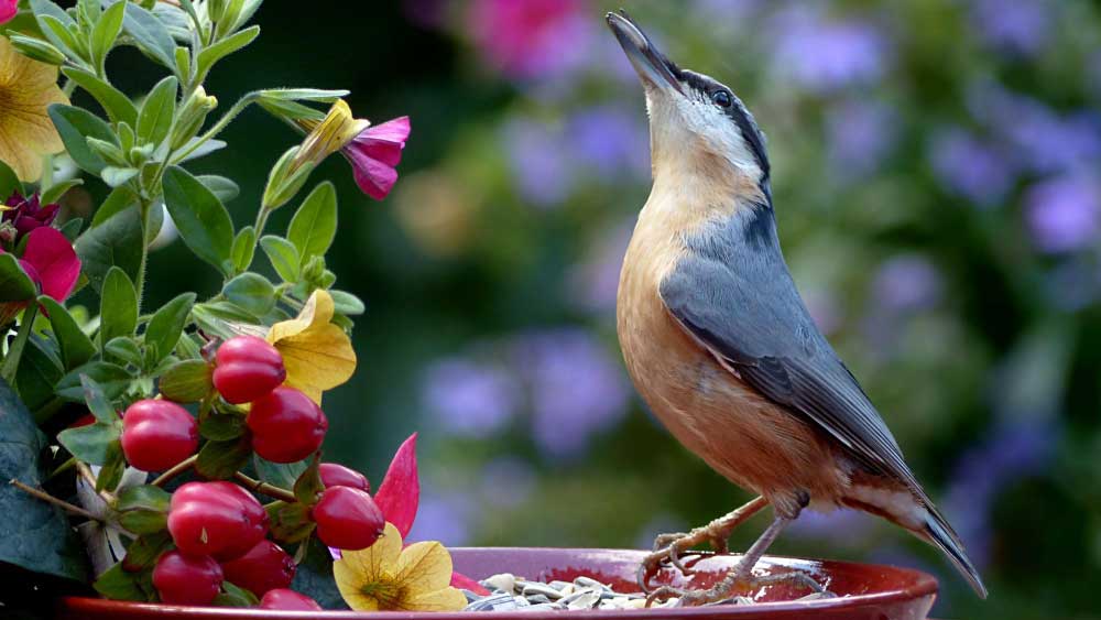 A nuthatch standing at the edge of a bowl filled with berries, surrounded by colorful flowers, typical of an inviting nesting spot.