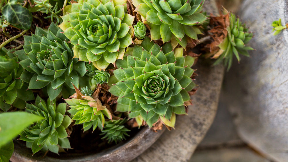 Clustered green succulents with pointy leaves in a stone pot.