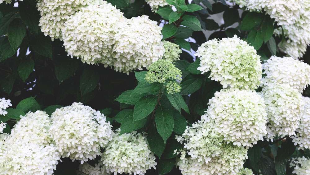 Lush hydrangeas with creamy white blooms and verdant leaves, depicting their resilience in winter