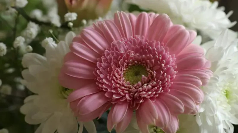 A delicate pink mum flower in focus, with intricate petals, surrounded by a blur of white blossoms suggesting post-bloom care.