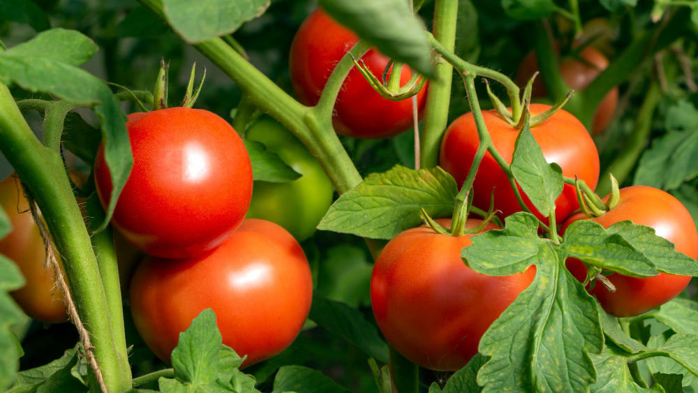 Tomatoes Keep Falling - Gardeners Yards