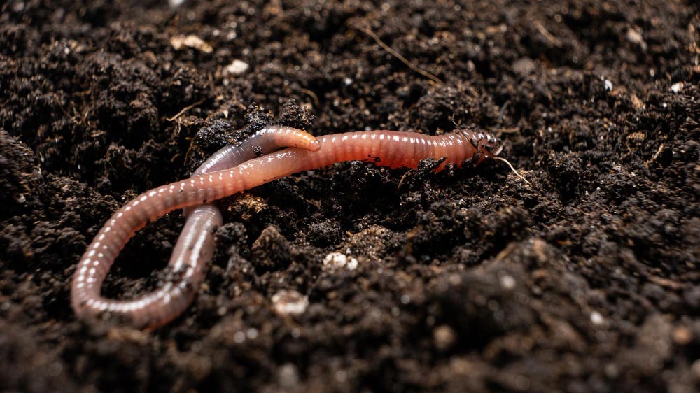 Understanding Lawn Worms - Gardeners Yards