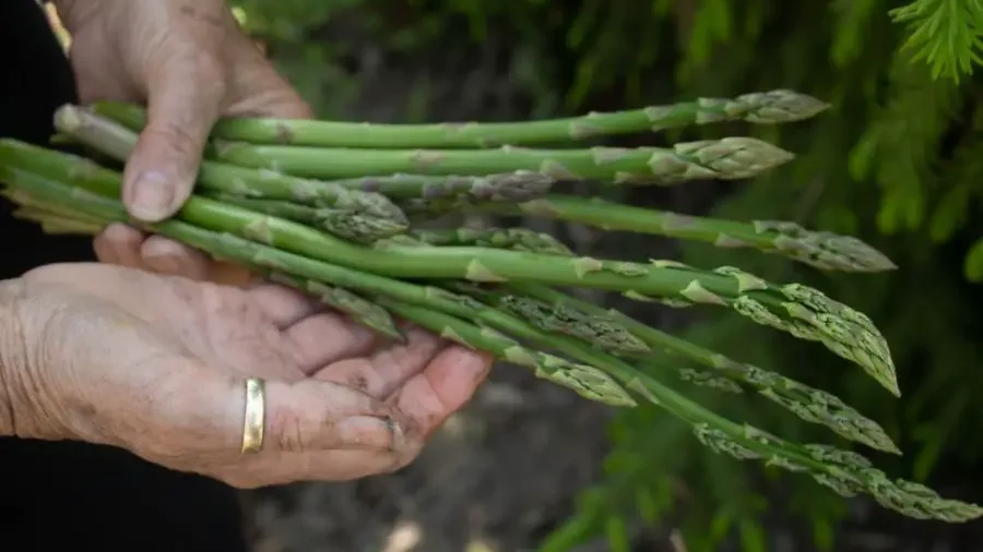 Hands holding fresh asparagus stalks, one of the vegetables that do not favor peat moss, against a blurred garden backdrop.