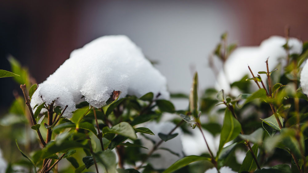 Verdant shrubs bear the weight of winter's snow, their pointed leaves peeking through the frosty blanket.