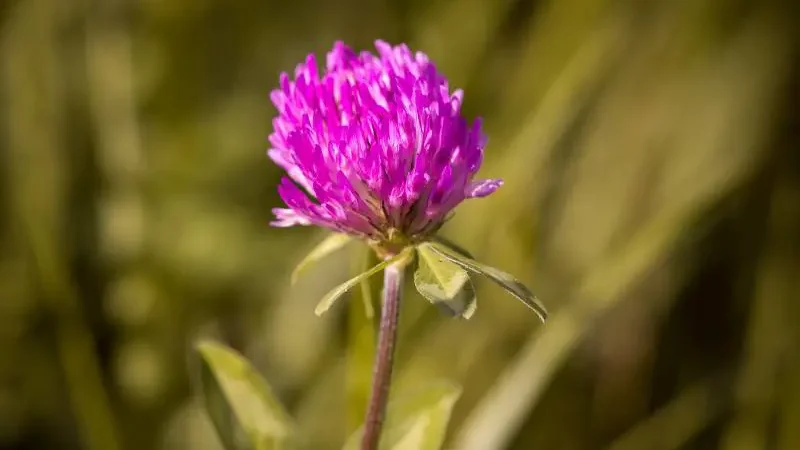 Close-up of a solitary pink clover flower against a soft-focus golden field background.