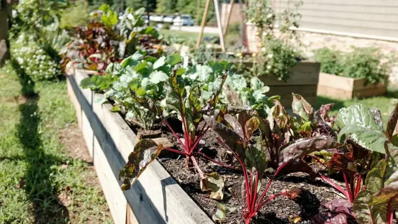 Raised garden bed planted with rows of vibrant beet greens.