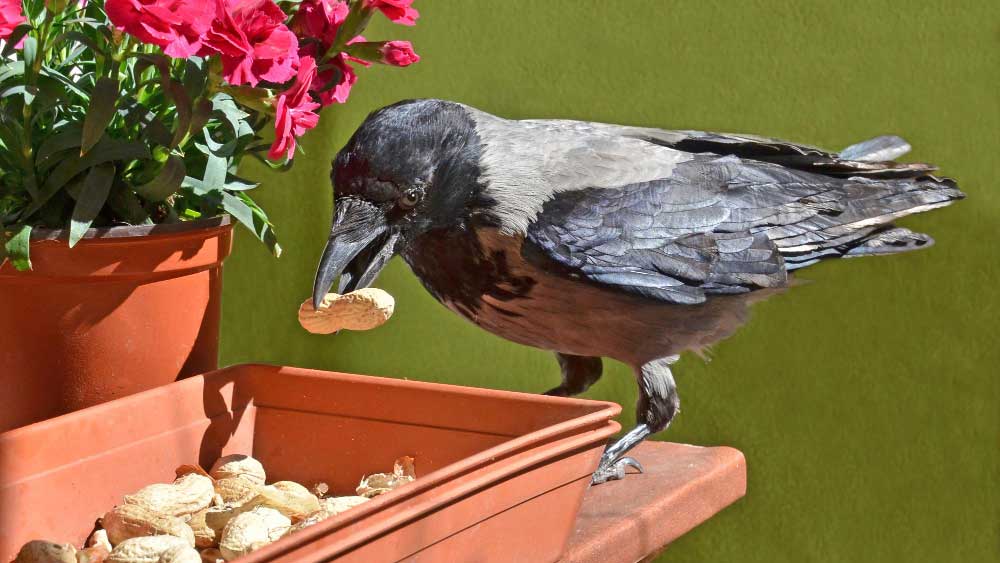 A crow holding a peanut, perched on a flowerpot tray with nuts, an action that often attracts birds to settle and nest nearby.