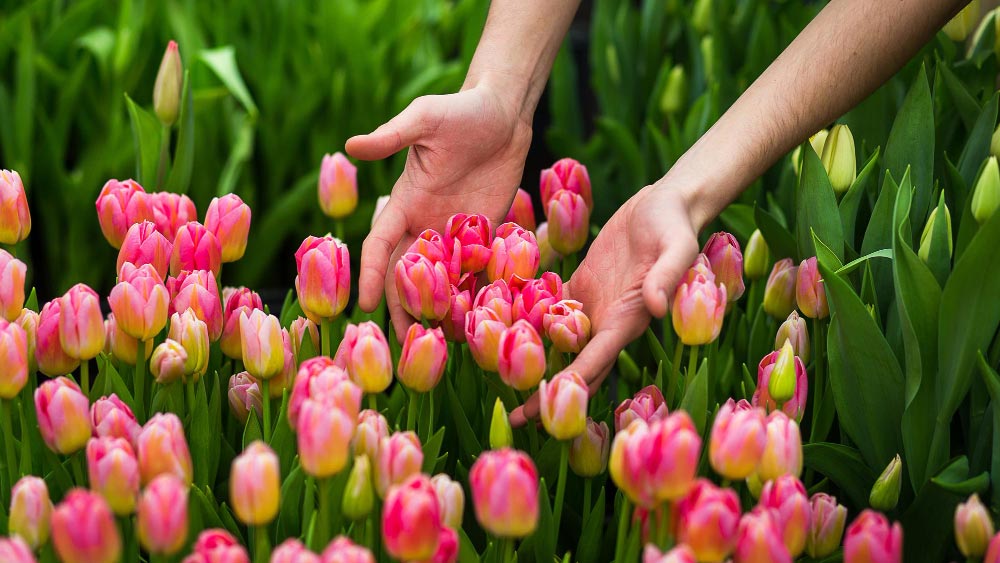 Hands gently touch a vibrant bed of pink and yellow tulips, illustrating care for tulips that come up blind.