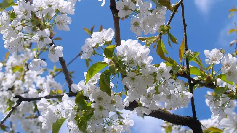 What kind of trees have white flowers in the spring - Gardeners Yards