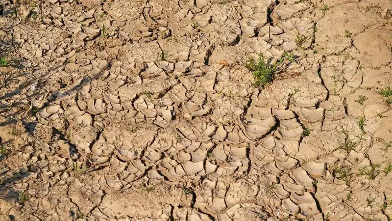 Cracked clay soil with sparse green plants, indicating the need for amendments to improve growth.